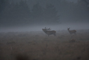 Silhouette of red deer stag roaring with hind in morning mist