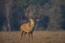 Red deer stag during rut