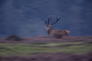 Red deer stag running during rut