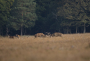 Red deer stags rut
