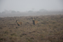 Red deer stag chases off competitor during rut