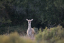Red deer hind