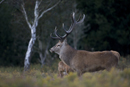 Red deer stag during rut