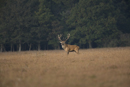 Red deer stag during rut