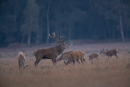 Red deer stag roars with hinds during rut
