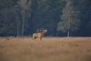 Red deer stag roars during rut