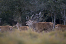 Red deer stag roars with hinds and young during rut