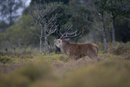 Red deer stag roaring during rut