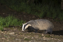 Badger