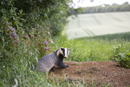 Eurasian badger at sett at the edge of a wheat field