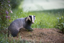 Eurasian badger at sett at the edge of a wheat field