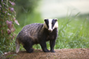 Badger