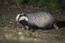 Badger