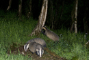 Badgers