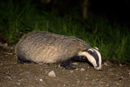 Badger