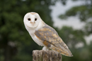 Barn Owl Gallery