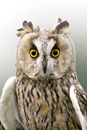 Long-eared owl portrait