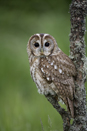 Tawny owl