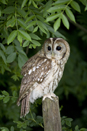 Tawny owl