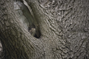 Little Owl