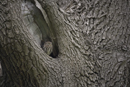Little Owl