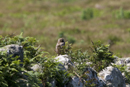 Little Owl