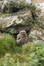 Juvenile little owl