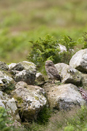 Juvenile little owl