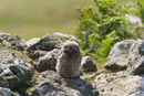 Juvenile little owl