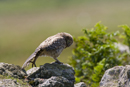 Juvenile little owl