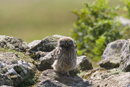 Juvenile little owl