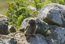 Juvenile little owl