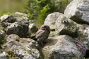 Juvenile little owl