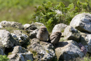 Juvenile little owls