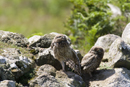 Juvenile little owls