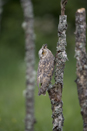 Long-eared Owl