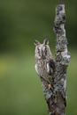 Long-eared Owl