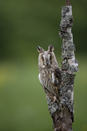 Long-eared Owl