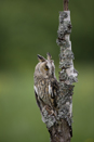 Long-eared Owl