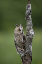 Long-eared Owl