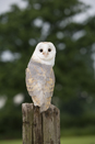 Barn owl