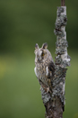 Long-eared Owl