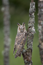 Long-eared Owl