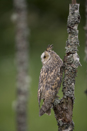 Long-eared Owl
