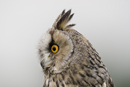 Long-eared Owl