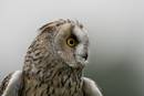 Long-eared Owl
