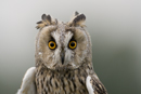 Long-eared Owl