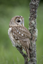 Tawny Owl