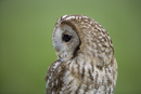 Tawny Owl