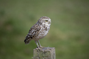 Burrowing Owl